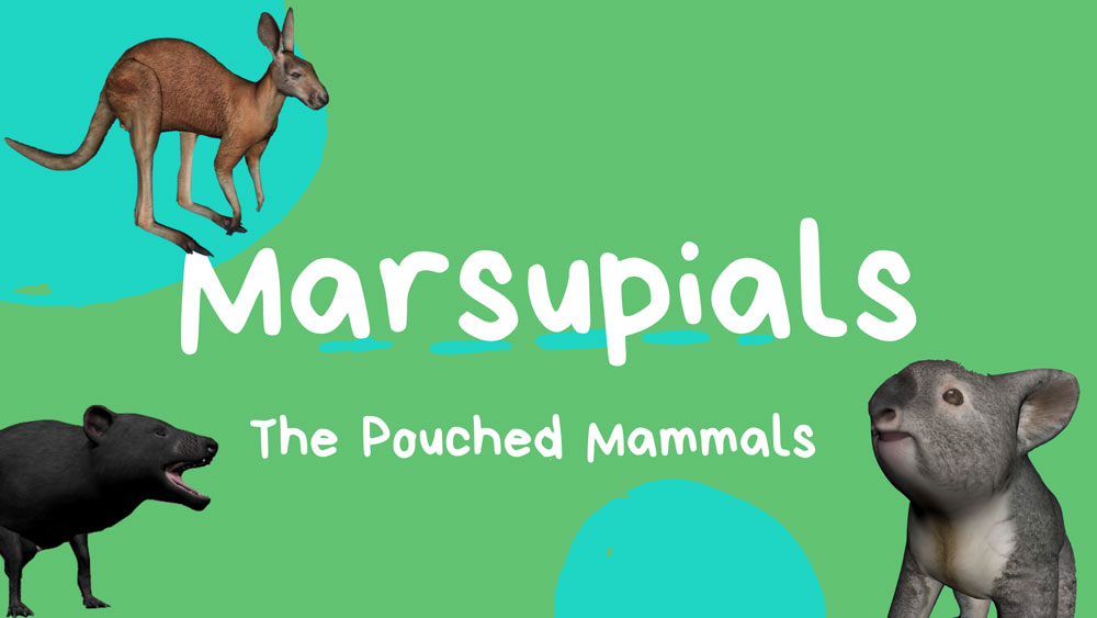 Marsupials_Banner